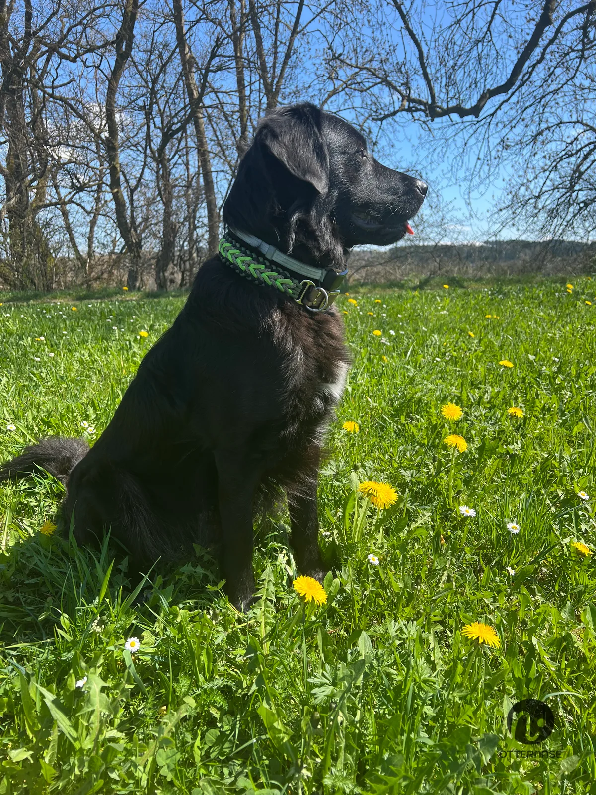 Paracord Halsbänder  — Hunde, handgenäht von Maria Becker